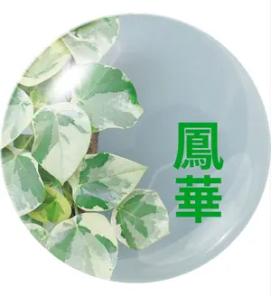 ゆったり〜っ大人のベンガレンシス 8号 (現品)癒しグリーン - メルカリ