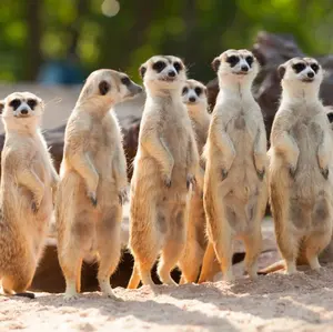 くろこ⭐︎24時間以内発送⭐︎