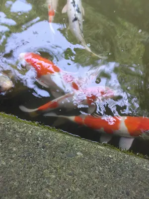 ［独特な青色　薄縹色］青い透過　糸魚川翡翠海石13g ヒスイ　ひすい 独特な青色 薄縹色］青い透過 糸魚川翡翠海石13g ヒスイ ひすい