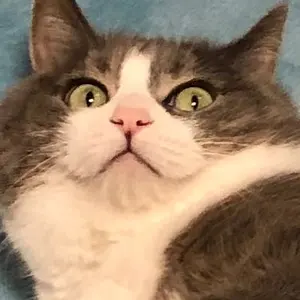 2日までCHANEL 23AWプルオーバーニット豹柄カシミヤモヘアニット