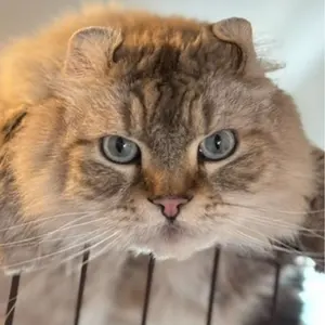 乃木坂46 生写真 池田瑛紗 まとめ売り バラ売り可 - メルカリ