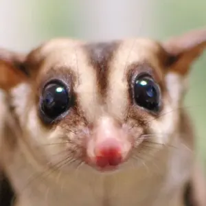 paryopa14さん専用プリウスα キャンバープレート6度 - メルカリ