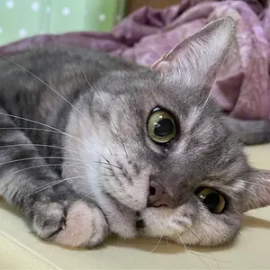 ポケモン 缶バッジコレクション ガラル編 マリィ＆モルペコ - メルカリ