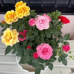 お買得2袋❣️クロワールアイ Q プラス 30粒 賞味期限2027.04 - メルカリ