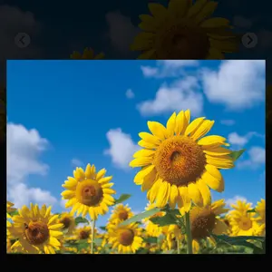 【お買い得】ポケカ gx SR HR SSR RR まとめ売り 引退品 20枚 お買い得】ポケカ gx SR HR SSR RR まとめ売り 引退品 20枚