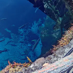 すずめ 即購入OK