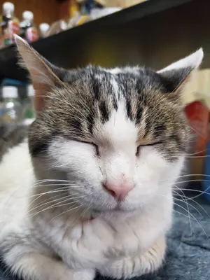 高夫守山さん専用） タミヤ1/14 スカニア R470 トップライン