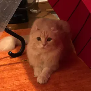 あっき