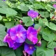 プリキュア／5GoGo／ドリーム／レモネード／ローズ／缶バッジ - メルカリ