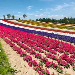 フランコフェラーロ 最高級カシミヤ100% ベルテッドコート フォックス