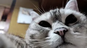 かこ