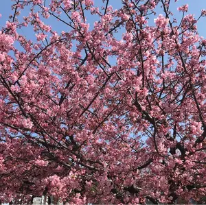 ARI海様 ご注文 桜のかんざし 舞妓さんみたい！日本舞踊 お祭り 髪飾り
