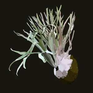 ビカクシダ P.Willinckii Tiara - メルカリ