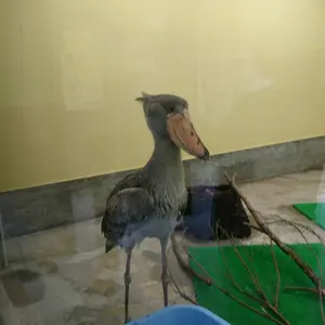 野うさぎのはな