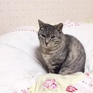 ピ*コ様 美品/当時物 昭和レトロ オオイケ ペルシャ猫 ぬいぐるみ 全長