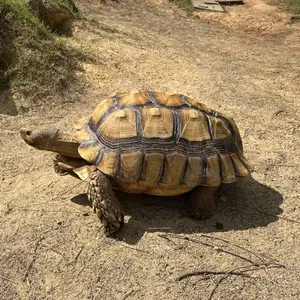 ホホジロザメ ホオジロザメ 鮫 サメ 歯 顎 アゴ 骨格標本 - メルカリ
