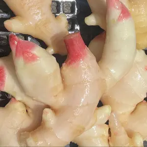 新生姜 高知県四万十市産 2kg - メルカリ