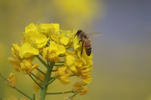 乾燥牧草 イタリアンライグラス 140サイズ(約84L)自然栽培(カット