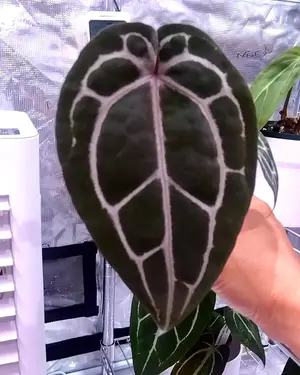 anthurium kunayalese - メルカリ