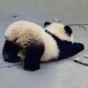 T-POP タイ CD「BOYS DON'T CRY」 - メルカリ