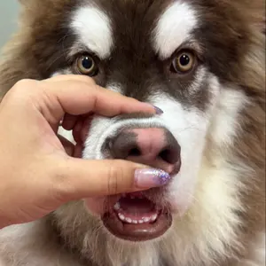 J*J様 2022 WEISS SCHWARZ JP #108 サイン入りSPカ J*J様 2022 WEISS SCHWARZ JP #108 サイン入りSPカ - メルカリ