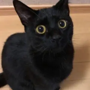 にゃあ