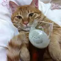 Misa様専用】パラコンプレックス＆パラマスク 1000詰替サイズ セット