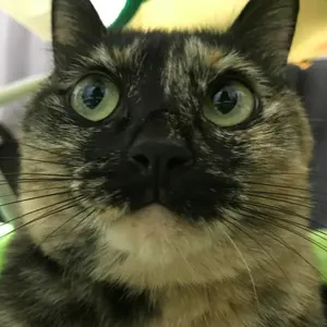 キョウ