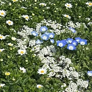 H*s様 乃木坂46 乃木めくり S賞 BIGアクリルスタンド 長嶋凛桜 - メルカリ