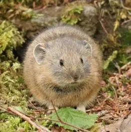 ⭐︎ねこ⭐︎無言取引不可！プロフ要確認