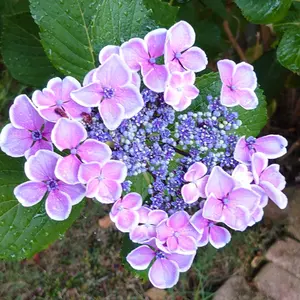 源右衛門窯　赤濃菊絵丼　蓋付き椀 2個セット 源右衛門窯 赤濃菊絵丼 蓋付き椀 2個セット - メルカリ