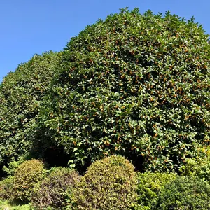 レア！未開封 ナイトメアビフォアクリスマス レーザーディスク BOX