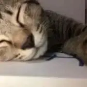 SUPERJUNIOR イトゥク 2008 名刺交換会 - メルカリ