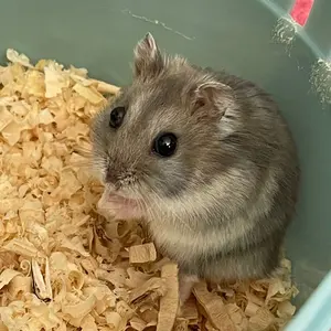 桜坂しずく 5thライブ缶バッジA3 70個 値下げ交渉大歓迎！ - メルカリ