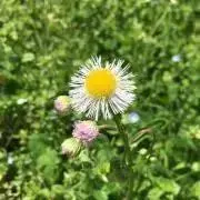 ANOKHI タンクトップ ブロックプリント ANOKHI タンクトップ ブロックプリント - メルカリ