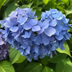 新品同様 パンどろぼう、ノラネコぐんだん関連 14冊まとめ売り - メルカリ