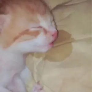 イトゥク SS9 アンコン シーグリ birthday MD イトゥク SS9 アンコン シーグリ birthday MD - メルカリ