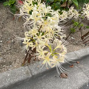 Bacchus WOODLINE4 JINDAI 30thAnniversary - メルカリ