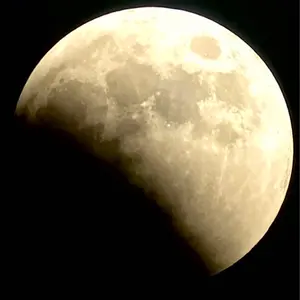 y*t様 激レア！ガジュマル 盆栽 奄美大島産 y*t様 激レア！ガジュマル 盆栽 奄美大島産 - メルカリ