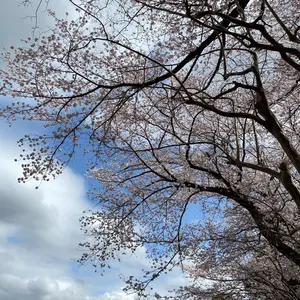 任天堂スイッチソフト9セットポケモンゼルダ信長の野望ドラゴンボール鬼滅の刃 任天堂スイッチソフト9セットポケモンゼルダ信長の野望ドラゴンボール