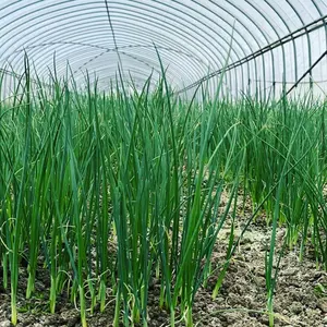 福岡県産 ネギ苗150本 限定 - メルカリ