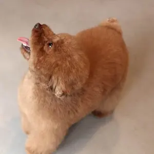 REIKA ❤︎ ゴルフウェア出品中