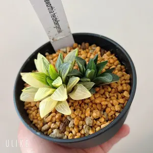 ノ*ツ様 【オークション】匿名配送 子株2株 有望 アガべ 白豪刺 OC