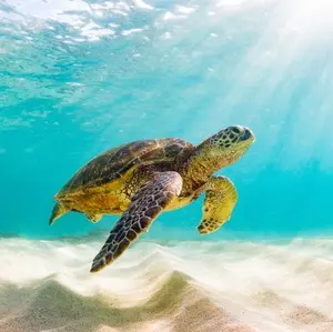 PLACEBO Mayhem GOBLIN プレセボ ゴブリン5'6