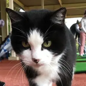 横山清汀 【水墨山水】 額縁入り - メルカリ