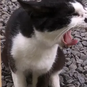 最終値下げ16アリスト、17マジェスタ車高調JIC - メルカリ