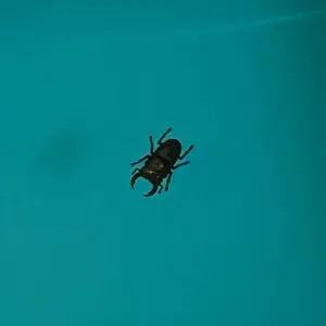 ポケカセット 引退品の残り カードローダー5付き　ピカチュウスリーブ7枚付き ポケカセット 引退品の残り カードローダー5付き ピカチュウ