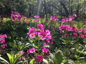 輪島塗古代朱漆小判型皿五枚木箱入り - メルカリ