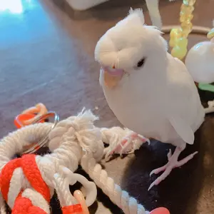 ゆうちゃむ