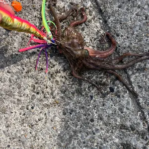 青物 ヒラマサ シーバス ルアーセット プラグ ダックダイブ